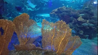 Ripleys Aquarium - GoPro Hero 4 Black