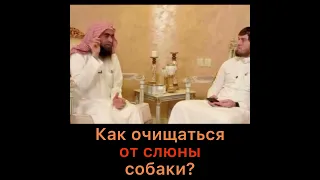 Как очищаться от слюны собаки