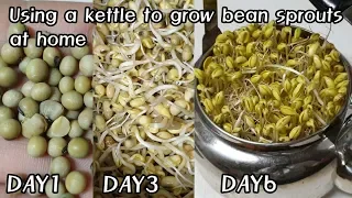 Using a kettle to grow bean sprouts at home
