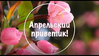 Апрельский приветик! С весенним днем! Весеннего настроения! Привет, апрель!