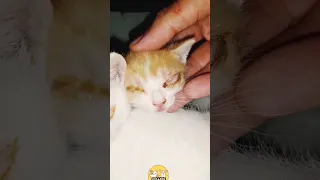 The poor kittens are suffering from eye discharge