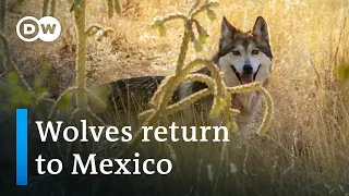 Mexico: The return of 'los lobos' | Global Ideas