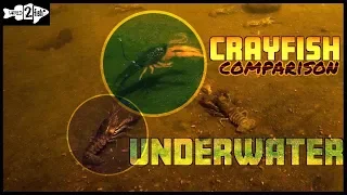 Comparing Crawfish Bass Baits to Live Crawfish UNDERWATER