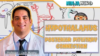 Endocrinology | Hypothalamus: Posterior Pituitary Connection
