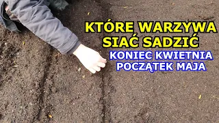 Co siać sadzić na przełomie Kwietnia i Maja. Które warzywa siać sadzić w Kwietniu, Maju - Kalendarz