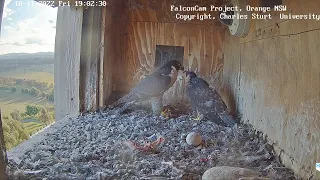 FalconCam Project 18.11.2022 18:55