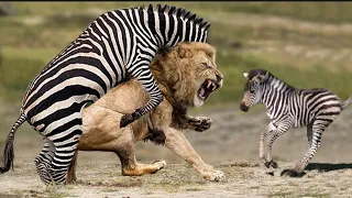 Leopard Attacks Baby Zebra While Mother Tries To Help