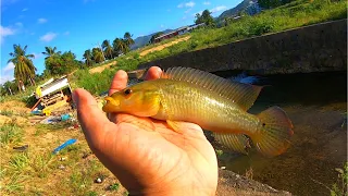 RIVER FISHING WITH LIVE BAIT! Catching Food For Uncle Living On The River Bank! Trinidad, Caribbean