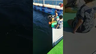 Нептун, дельфинарий, Крым