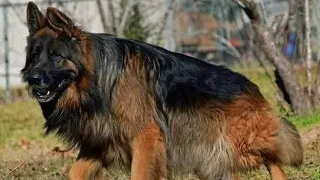 Long coat German shepherd female