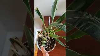 8 Generations of Oncidium, what next? New pot or wait?