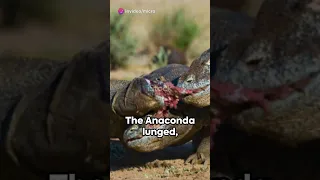 Giant Anaconda vs Giant Komodo Dragon! Who Would Win?#foryou #subscribe #viral #tranding #viralvideo