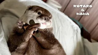 Otter Nearly Pass Out While Juggling