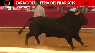 🏆 ZARAGOZA - TROFEO FERIA DEL PILAR 2019 (Fases clasificatorias)