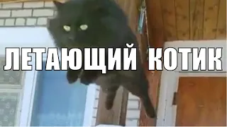 Летающий кот Чернуха забавные животные / Flying cat Blackie funny animals
