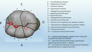 Анатомия первого моляра нижней челюсти