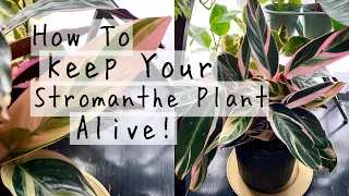Stromanthe Triostar Plant Care Tips & Tricks! | How To Keep Your Stromanthe Houseplants ALIVE!
