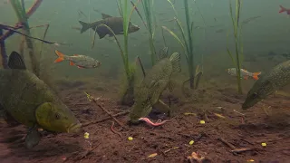 I Captured Fish Behavior NEVER SEEN BEFORE! After Putting My Camera in The Canal!