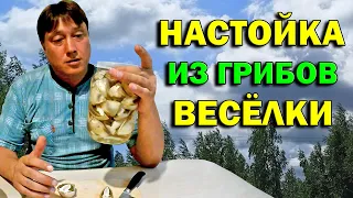 Рецепт настоящего здоровья. Настойка из грибов весёлки. Как правильно приготовить  весёлку?