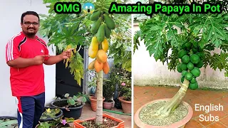 How To Grow Papaya In Pot And Get Lots Of Fruits |   Awesome Papaya Cultivation Technique on Terrace