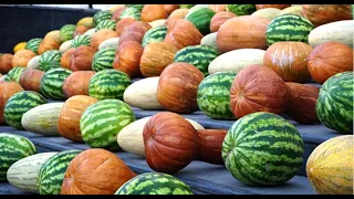 Праздник тыквы, дыни и арбуза в Душанбе | Pumpkin, Melon and Watermelon Holidays in Dushanbe