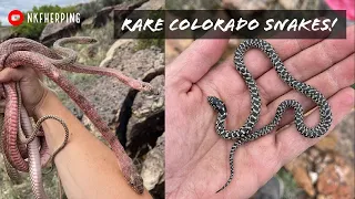 Finding Rare Snakes in Colorado! Speckled King, Milksnake, Hognose, Blind Snakes, and more!