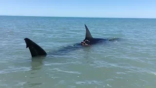 Paddling Next To Great White Shark