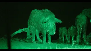 Slow Glow Hog Hunting Lights