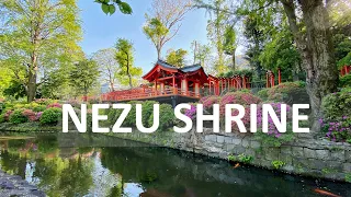 Nezu Shrine in TOKYO | Храм Незу | Прогулка по Токио