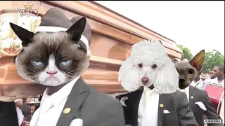 Funny Cat and Dog with Dancing Funeral Coffin Meme - 🐶 Dogs and 😻 Cats Version #7