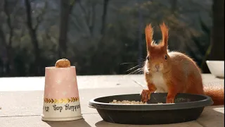 Freundschaft mit einem Eichhörnchen / beseondere Momente und close-up in 4K
