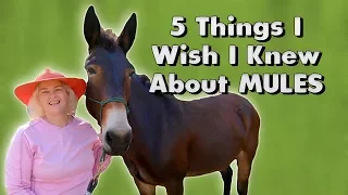 5 Things I Wish I Knew About MULES