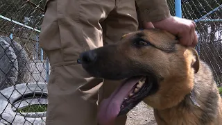 Man's best friend: The dogs who sniff out explosives in Kabul | AFP