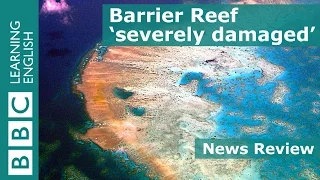 Great Barrier Reef 'severely damaged': BBC News Review