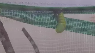 Monarch Caterpillar Turning Into a Chrysalis Part 2