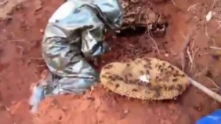 Огромные шершни   Giant Hornet hive inside soil