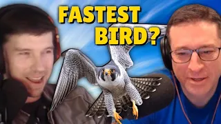 The Fastest Bird in the World