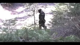 Shocking💥New Bigfoot Footage - New Bigfoot Filmed Caught On Camera, New Bigfoot Evidence