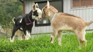 Cute little goat fight