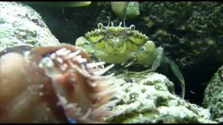 Invasive Species: The European Green Crab - Educational Video