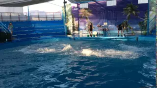 Новороссийский дельфинарий. Прыжки дельфинов