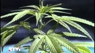 Губернатор Нью-Йорка Эндрю Куомо намеревается сделать важное заявление насчет марихуаны