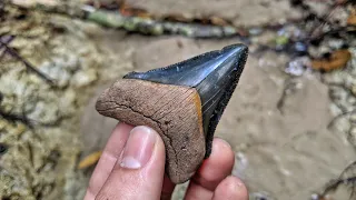 Florida Fossil Hunting | Finding Megalodon Shark Teeth & Cleaning Up Trash!
