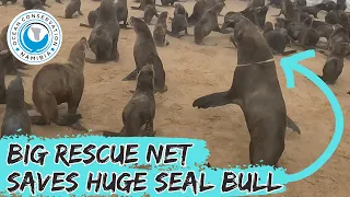 Big Rescue Net Saves Huge Seal Bull