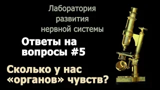 С.В. Савельев - Сколько у нас "органов" чувств?