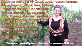 Соцветья винограда на винограднике Пузенко Н.Л. 2017 год