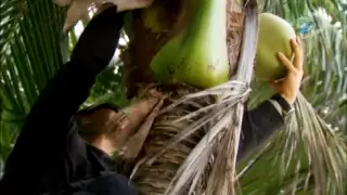 Man vs. Wild - Coconut Climb | Western Pacific