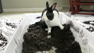 Adopted rabbit receives first gift! A sandbox!