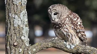 These Caterwauling Barred Owls Sound Like Monkeys - Calling All Turkeys