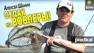 Как ловить судака на воблеры днем? Алексей Шанин. Anglers Practical